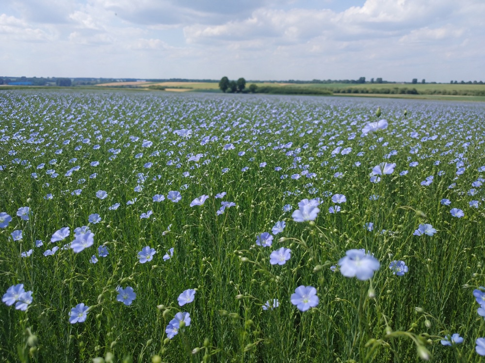 Flax in flower