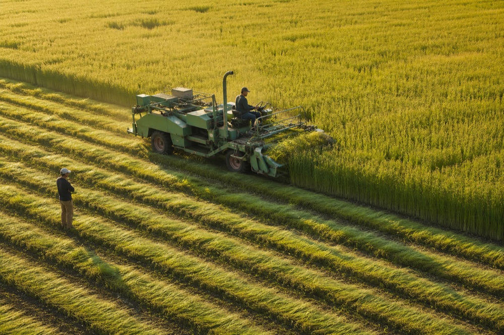 Flax being pulled into windrows