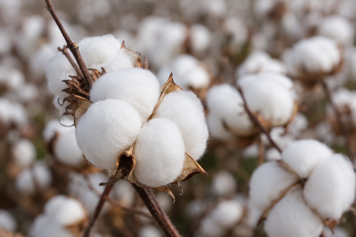 Cotton bolls on the plant